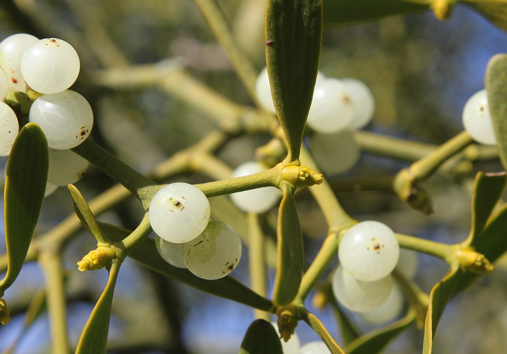 Female flowers, just beginning to open. Those 4 tiny green petals on each is echosed on the mature berry, as the 4 concentric brown scars on each.