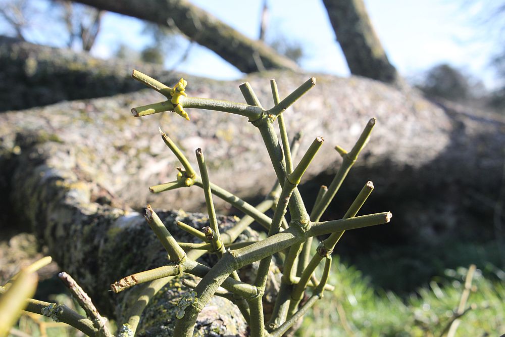The lowest-lying mistletoe, unusually accessible to grazing mammals, has all been neatly trimmed by hungry deer.