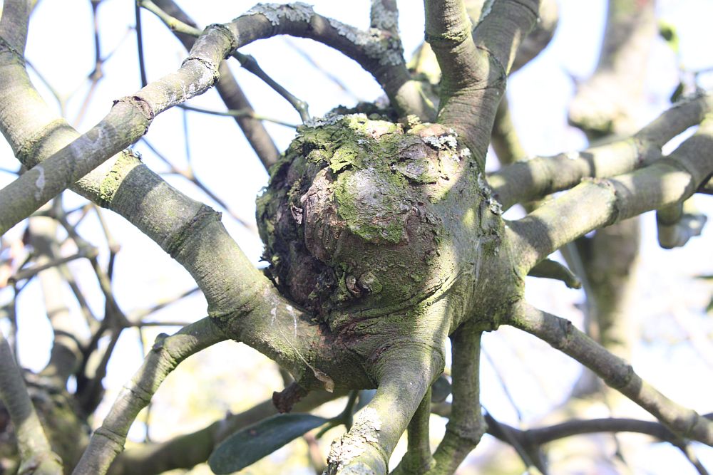 Mistletoe Haustorium - the host-parasite interface