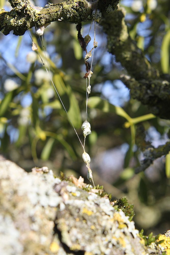 A dried mistle thrush dropping - comprising a string of mistletoe seeds held together in semi-digested berry mucilage.