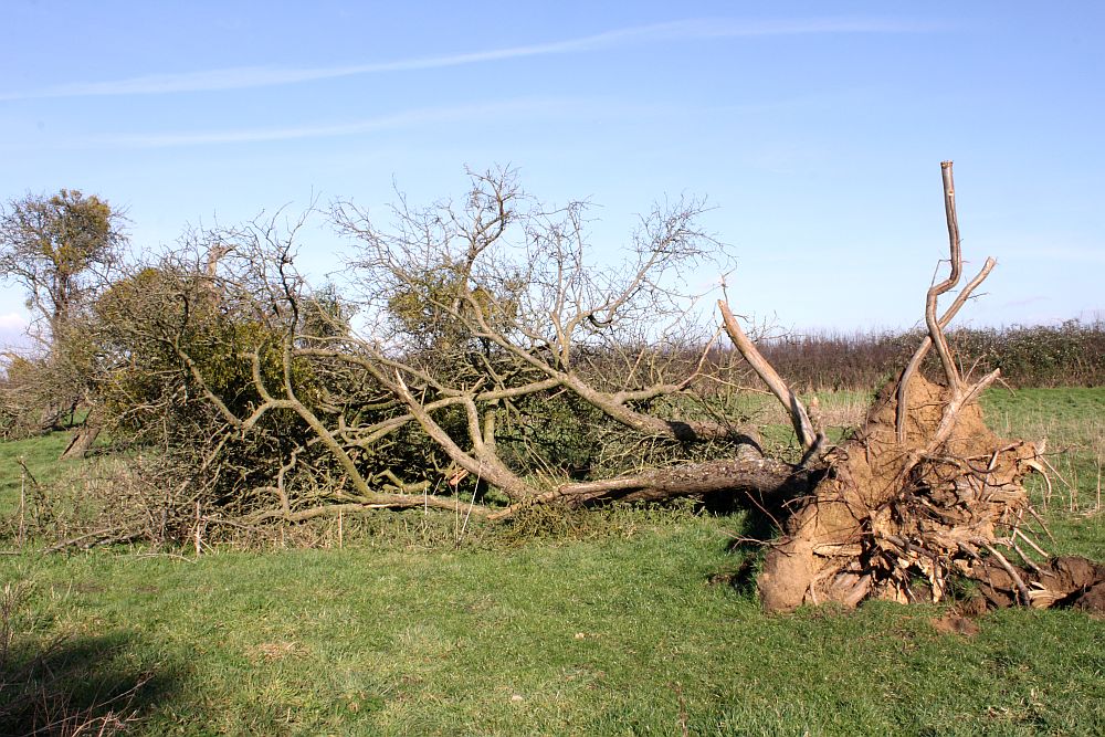 Mistletoe-laden Apple Tree downed in recent storms
