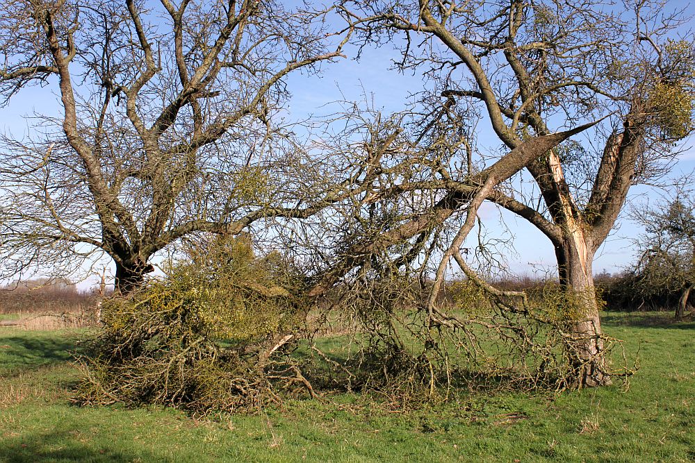 Another mistletoe-laden Apple Tree damaged in recent storms